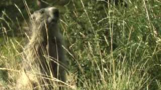 Oostenrijk De alpenmarmot  klimaatgetuige [upl. by Bernardine]