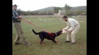 Ivan Jelavic Dog Training  Basanti de Trappist Beauceron [upl. by Enidan721]