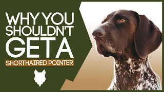 GERMAN SHORTHAIRED POINTER 5 Reasons you SHOULD NOT GET A German Shorthaired Pointer Puppy [upl. by Einaffyt]