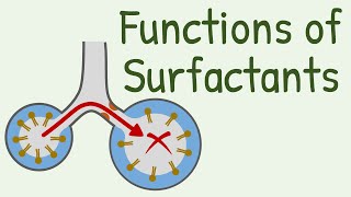 Functions of Surfactants in Alveoli [upl. by Kirenoj32]