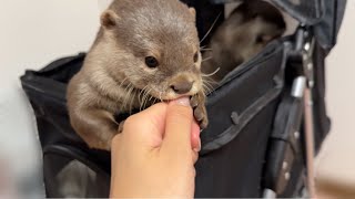 Otters Behavior When They Are Full Is Too Cute [upl. by Lac395]