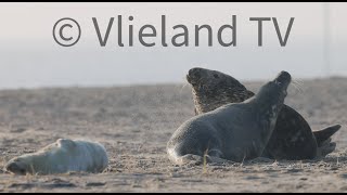 Gevecht Grijze zeehond strand Vlieland [upl. by Edie]