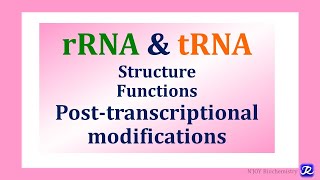 10 Ribosomal RNA Transfer RNA Structure Function Posttranscriptional Modifications [upl. by Manthei]