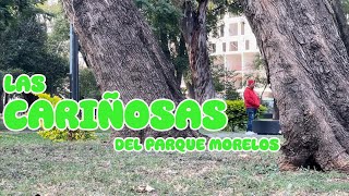 LO QUE NADIE SABE DE LA VIDA DE LAS CARIÑOSAS  PARQUE MORELOS DE GUADALAJARA [upl. by Prud]