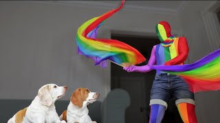 Owner Cheers Up Dogs with Rainbow Dance Party Pride WithMe Dance Party amp Surprise Ball Pit [upl. by Carlee]