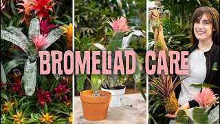 Bromeliad Care Propagating [upl. by Oinotnaocram]