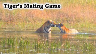 Bandhavgarh Tigers Mating Game Khitauli [upl. by Ahsemik]