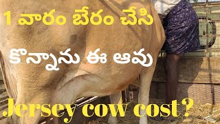 Jersey cow cost how much dairy faram telugu [upl. by Eelra558]