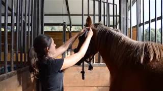 EquiTube Equine videolearning Mi caballo tiene hinchada una articulación ¿que le pasa [upl. by Acinoev]