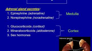 Fall 2020  Oral medicine 3  Lec 1  Pituitary amp adrenal glands [upl. by Enamrahc]