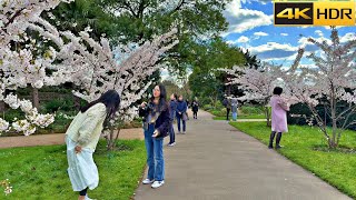 🌸 Hunting Cherry Blossom in London  2023 🌸 Sakura Hunt in Regents Park  London Walk 4K HDR [upl. by Zubkoff]