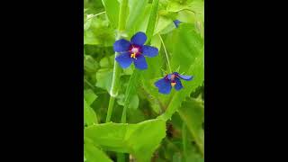 מרגנית השדה Anagallis arvensis [upl. by Amorette27]