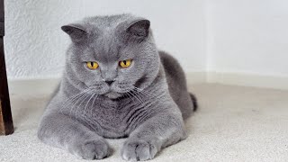 Blue British Shorthair Cats  The Cutest Hunters In The World [upl. by Lilian361]