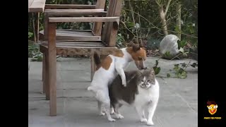 Jack Russel Terrier besteigt eine Katze shorts Lustige Hunde Videos 🥳 [upl. by Htebirol]