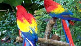 Scarlet Macaw Vocalization [upl. by Nagaem576]