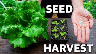 How to Grow Lettuce Complete Growing Guide [upl. by Diao]