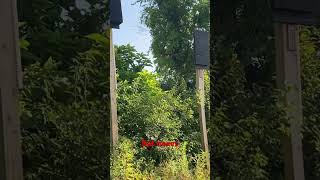 Bat boxes at Codorus State Park dayhikingandherpingdudes [upl. by Siegfried]