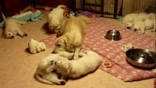 Golden Retriever Mum educating her puppies aged 7 weeks [upl. by Tita577]