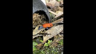 Blue Jeans Poison Dart Frog Eating Springtails Oophaga pumilio shorts [upl. by Nuhsar626]