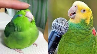 Smart And Funny Parrots Parrot Talking Videos Compilation 2024  Cute Birds 6 [upl. by Llednew]