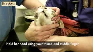 Burgess Pet Care  How to give a tablet to a difficult cat [upl. by Ajdan]