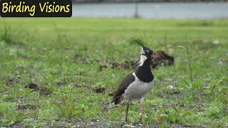 Lapwing plover  Birds of Norway [upl. by Nyvek]