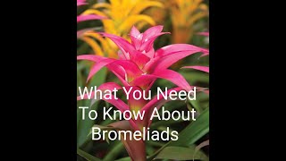 Growing A Bromeliad And How To Care For A Bromeliad Plant❤ [upl. by Nileak344]