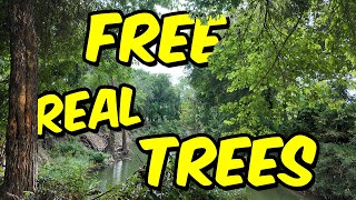 Planted Over 500 REAL Trees Using This Game [upl. by Hacker]