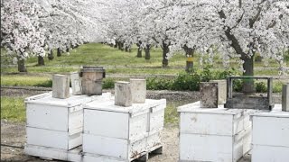 Bees for almond pollination CA 4k [upl. by Atinrev]