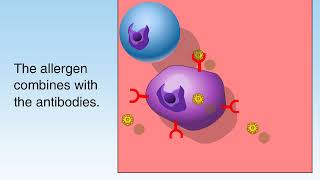 How Allergies Work Animation Understanding Allergic Reaction Immune System Video Symptom Treatment [upl. by Misaq]