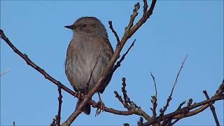 Dunnock Song [upl. by Elrod]