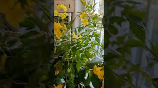 💛 🎺 Tecoma Stans  Pachagotla Tropical Trumpet Vine 🎗️〽️ Tecoma TrumpetVine Pachagotla [upl. by Norehs300]