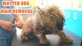 Matted Dog Hair removal Just Like a turtle shell at her back full shavedown [upl. by Casteel]