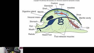 Mollusca Gastropoda [upl. by Yeargain]