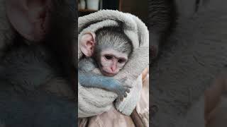 Baby Monkey 4 arrives mother in motor vehicle accident [upl. by Luella]