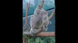 Once in Sydney Australia Koala fight [upl. by Winograd]