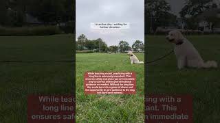 Dog Recall Training  Offleash Recall Training Practice [upl. by Barstow]