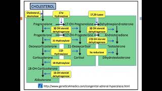 Adrenocortical insufficiency Prof Hend Mehawed [upl. by Polish785]