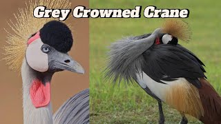 The Majestic Grey Crowned Crane Africa’s Dancer of the Skies [upl. by Massey]