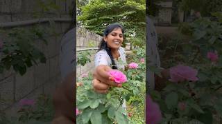 ரோஜாவின் ராணி பன்னீர் ரோஸ்💐 Damask Paneer Rose Milk healthtips villagelife nature kids story [upl. by Kelsey655]