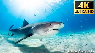 Our Planet  Animals Of Ocean 4K Shark 4K ULTRA HD  Scenic Relaxation Film With Calming Music [upl. by Hernando]