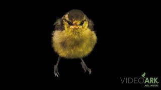 A juvenile British blue tit Cyanistes caeruleus obscurus from Cheshire Animals in Churton England [upl. by Corbie982]