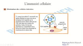 Réponse immunitaire à médiation cellulaire partie 1 video [upl. by Balthasar]