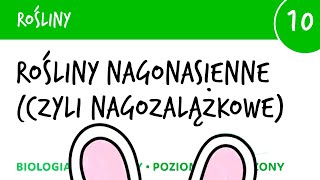 Rośliny nagonasienne czyli nagozalążkowe  Rośliny 10  matura liceum biologia rozszerzona [upl. by Sheldon534]