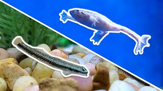 Top 5 Oddballs for Your Next NANO Aquarium [upl. by Gahan]