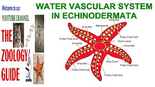 Zoology Notes Water Vascular System in Echinodermata [upl. by Levesque]