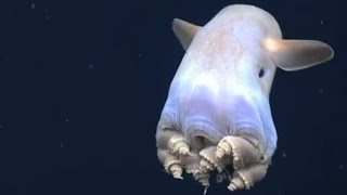 Facts The Dumbo Octopus [upl. by Keefe]