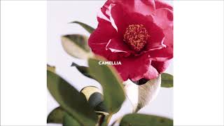 slchld  camellia [upl. by Cobby]