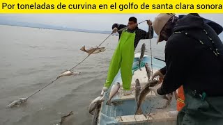 pesca de curvina por toneladas en el golfo de santa clara sonora 🐟🐠🐟🐠💯🇲🇽 [upl. by Adelle939]