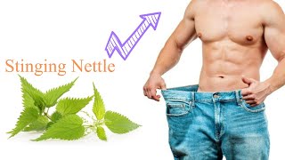 Benefits of Stinging Nettle Leaf for Your Health [upl. by Most]